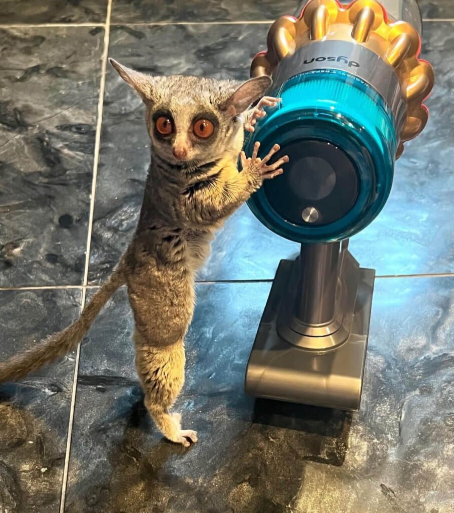 Bushbaby for Sale Near Me